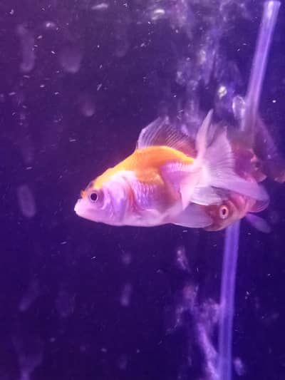 BABY GOLDFISH AVAILABLE FOR SELL