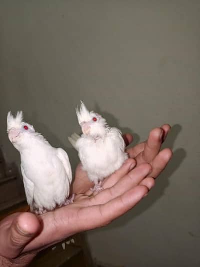 eno red eyes grey common white australian handtame chicks breeder pair