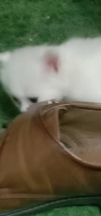 Persian kitten ( Female)