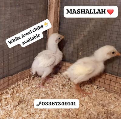 Desi eggs Ghar ki Hens ka organic fresh eggs available. . . 03367349141