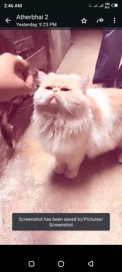 Orignal  persian  for  sale