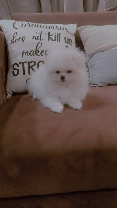 cute puppy available