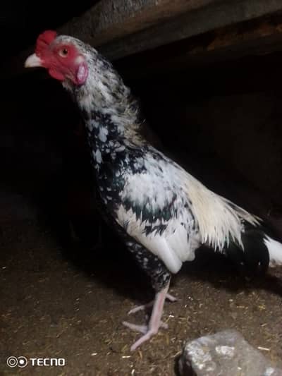Sastaya Aseel Chicks for sale