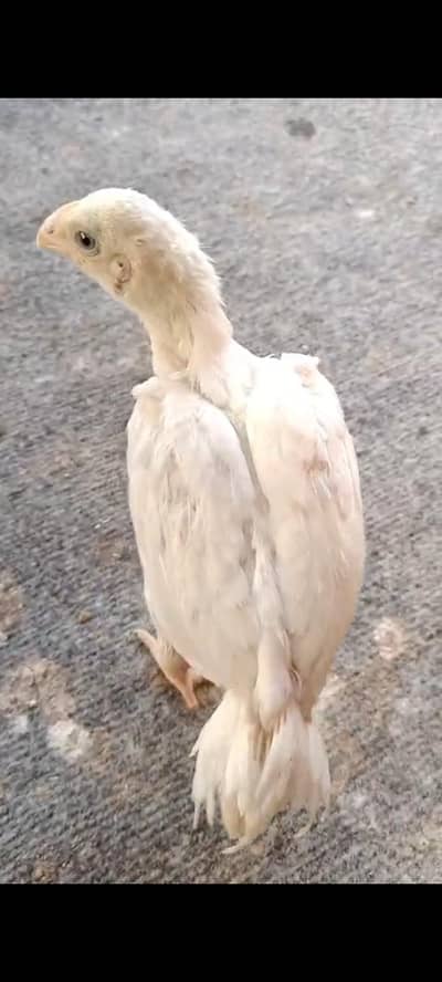 parrot beak tempertail breeders+chicks+egg Available