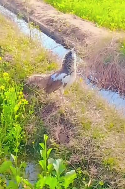 Mash Allah blue peid 1female for sale in Faisalabad what's 03061244237