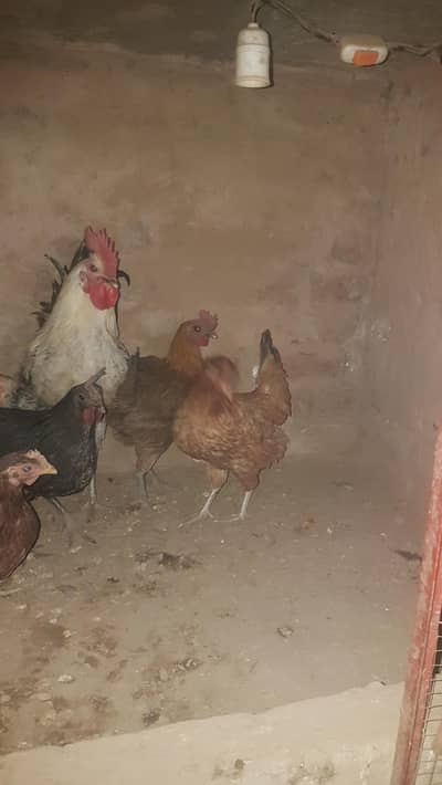 Golden misri hens
