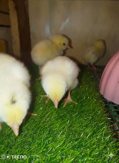 Sastaya Aseel Chicks for sale