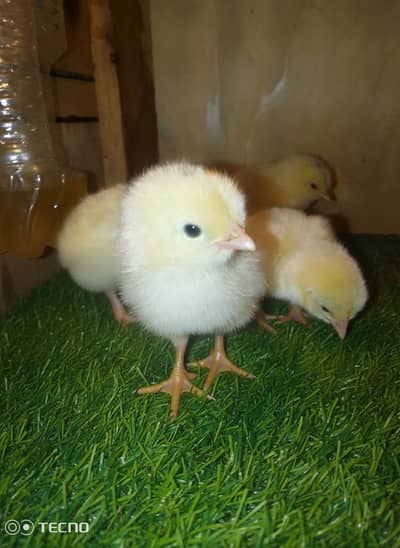 Sastaya Aseel Chicks for sale