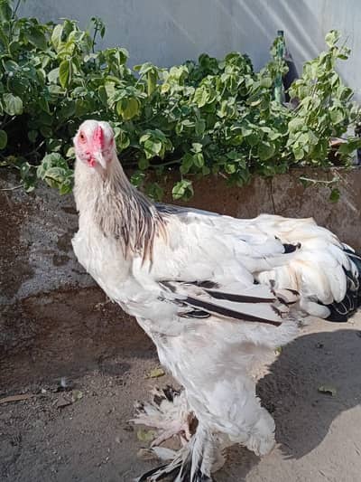 Light columbian Brahma