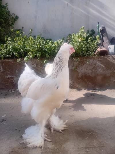 Light columbian Brahma