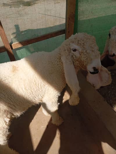 Kajli female for sale