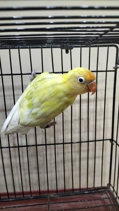 Some lovebirds are looking for new shelter