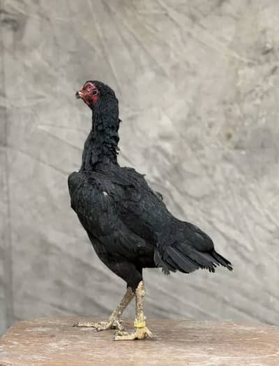 High quality shamo females for sale