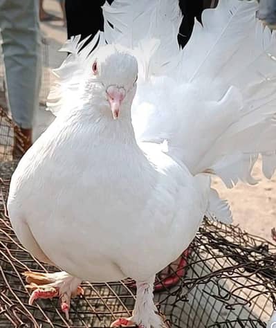 لکے کبوتر کے جوڑے ہے شوقین لوگ رابطہ کریں 03138905500