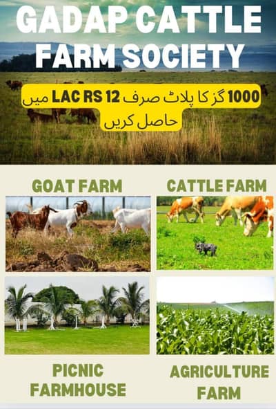 Farmhouse & Cattlefarm Land