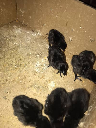 Ayam cemani chicks , buff, light sussex offers