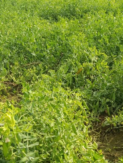 pea  For sale in 20 kanal