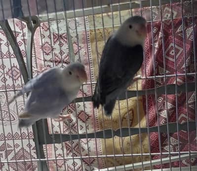 voilet op palefellow  × dd blue op /pale fellow with eggs