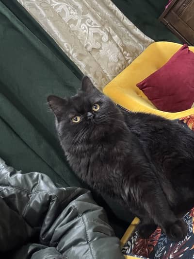 Fully Vaccinated & Trained Cat