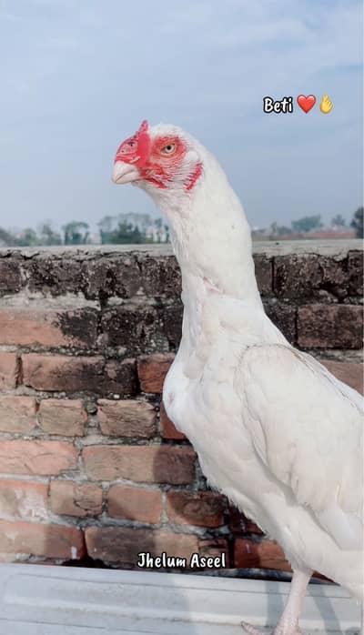 White heera female available