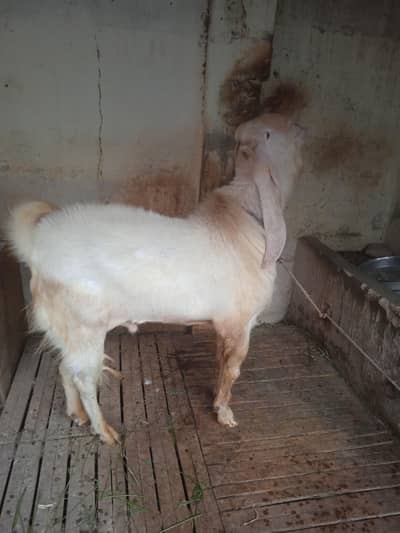 breeder bakra 8 dant hight 45 inch kan 20 number 03132313339