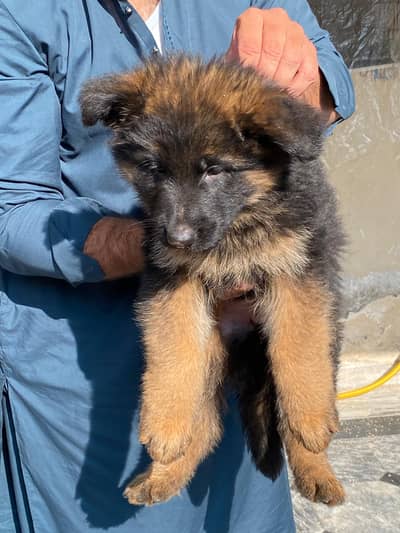 German shepherd long coat male puppy