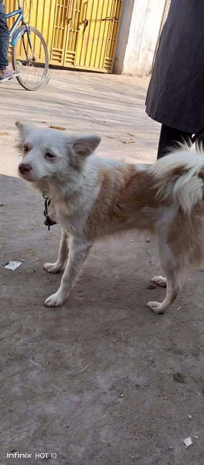 Spitz female for sale 03185858251