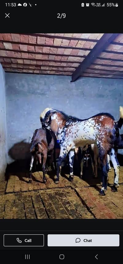 Beetal // Makhi Cheena // Breeder // Bakra // Goat // Beetal Nagra