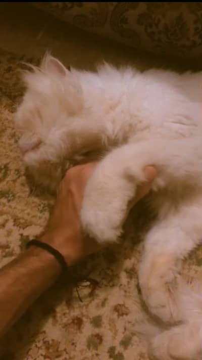 For Stud/Mating/Breeding Only