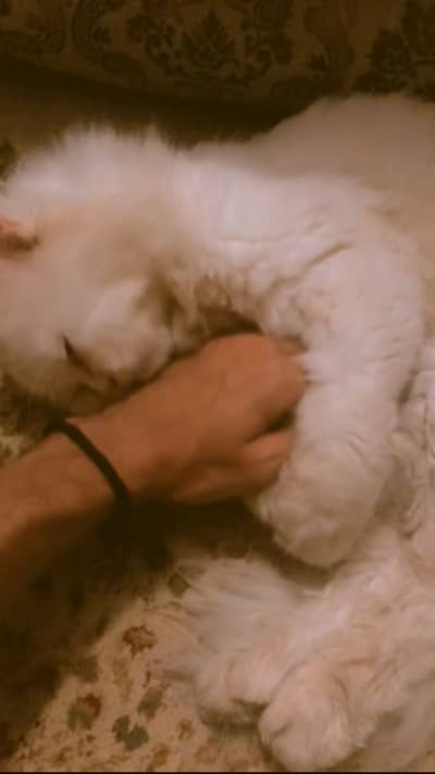 For Stud/Mating/Breeding Only male cat