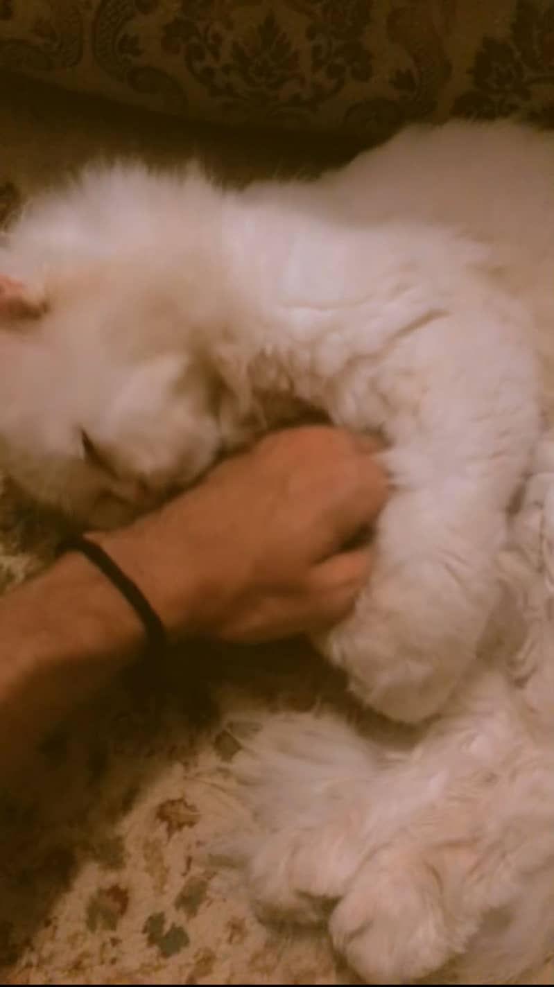 For Stud/Mating/Breeding Only 1