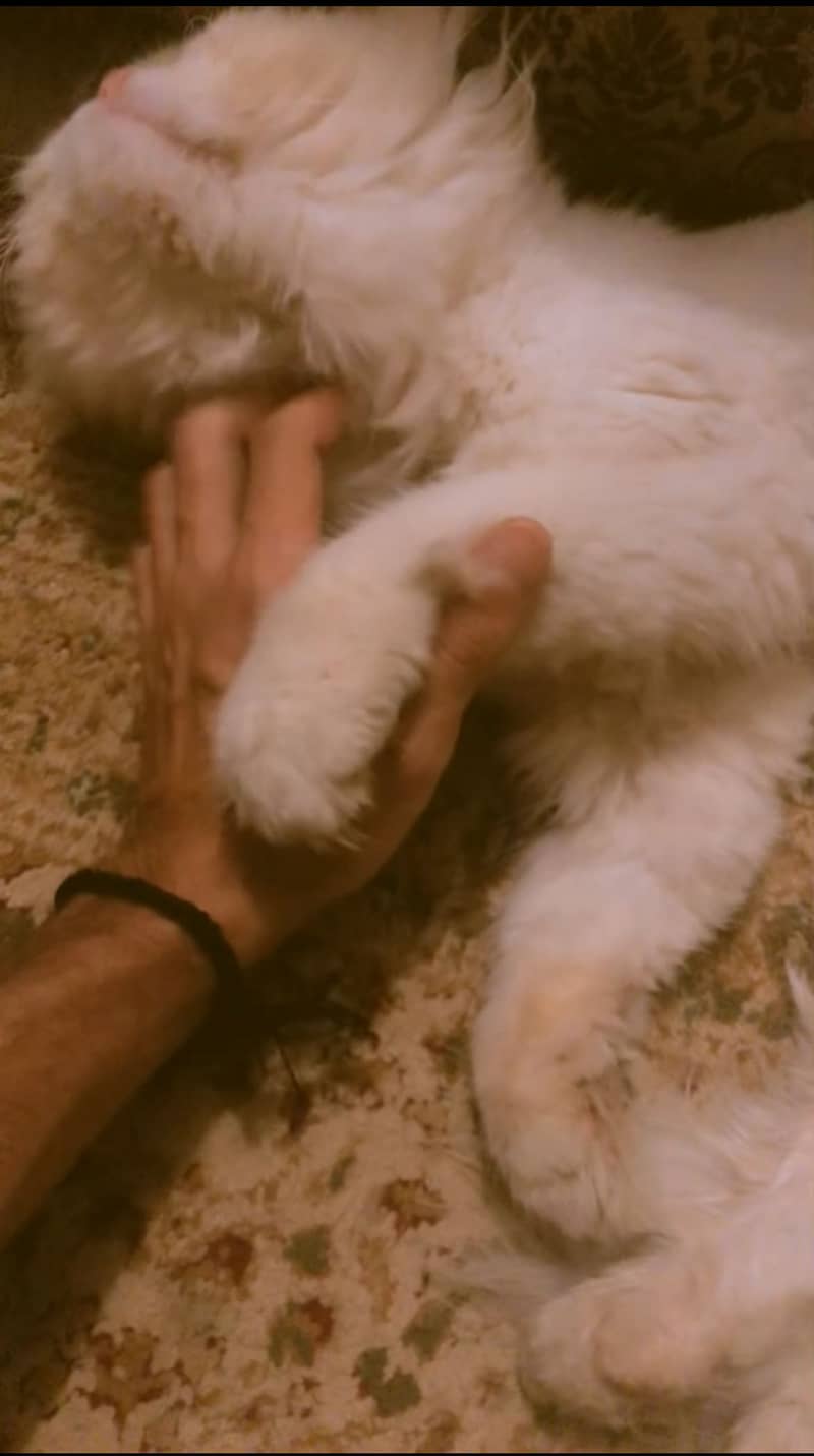 For Stud/Mating/Breeding Only 2