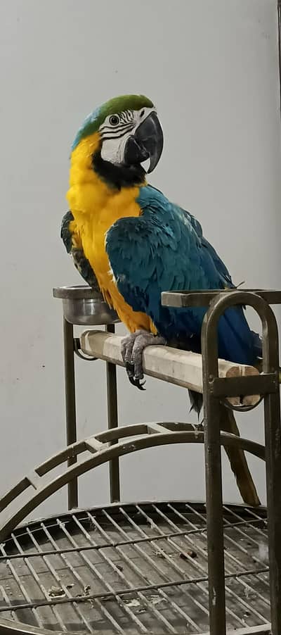 blue n gold macaw chick available
