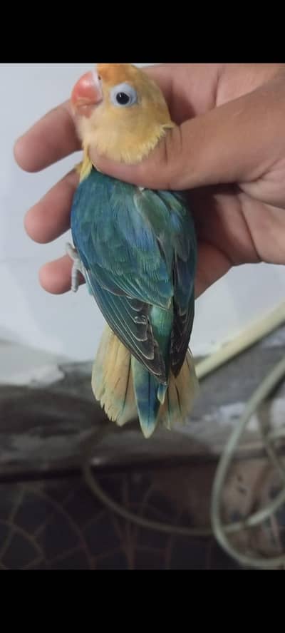 available in every colour