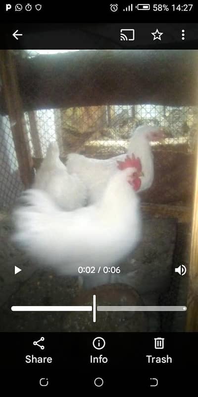 white bentum eggs laying for sale