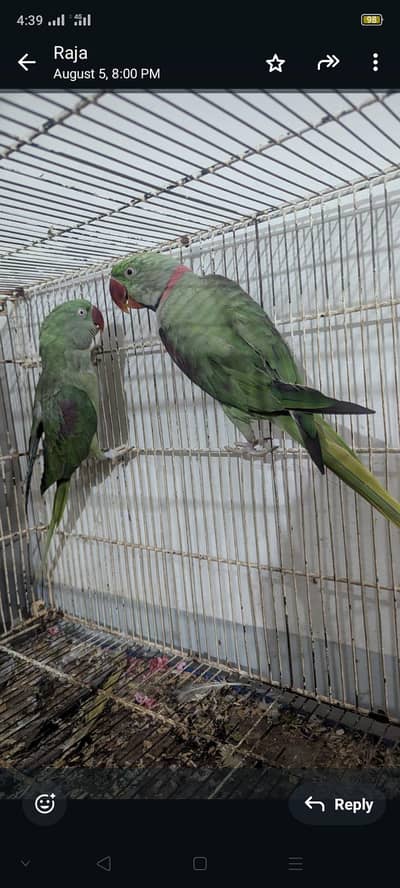 Raw parrot pair