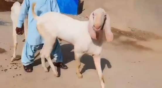 desi Bakra for urgent sale WhatsApp 0318,4661884