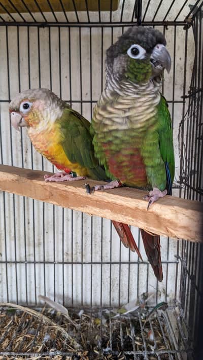 Conure Pair