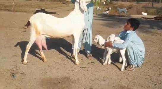 gulabi bakri do bacchon ke Sath Urgent For Sale WhatsApp 0347,2094636