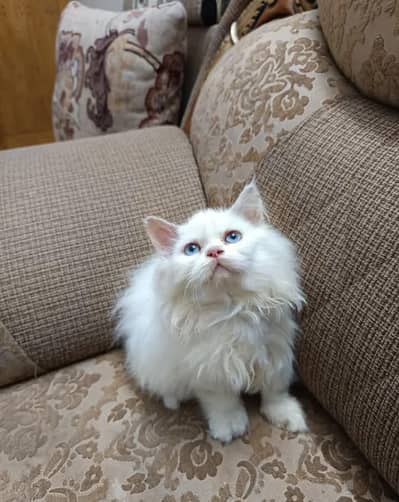Pure Persian Triple coated  beautiful kittens for sale