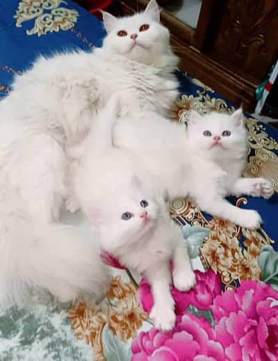 Pure Persian Triple coated  beautiful kittens for sale