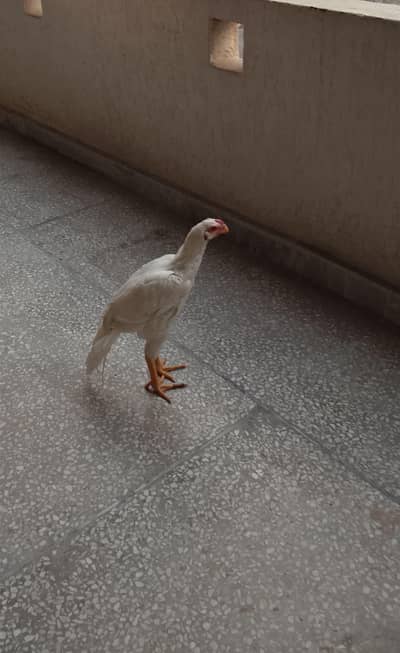 long tail parrot beak patha age 6 months almost