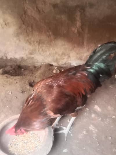 03330031118 . male for sale.