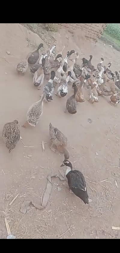 1300 per piece small ducks and Australlian parrot pair in 1500