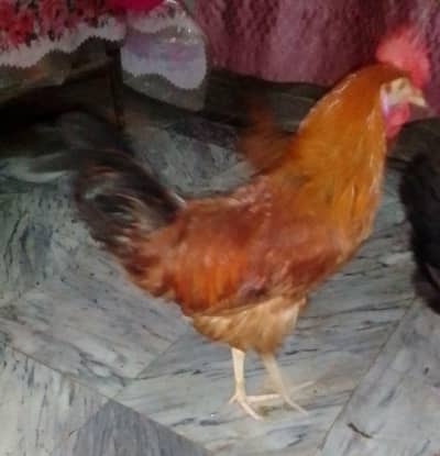 Golden Desi Misri Hens