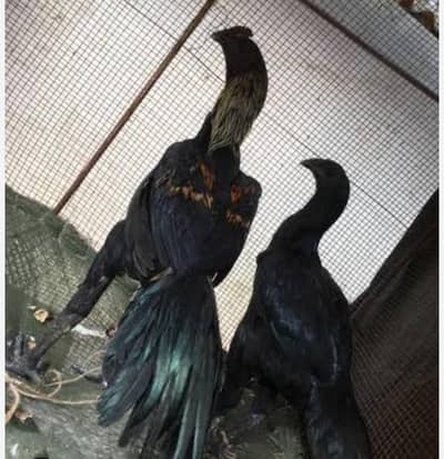 black dragon Chicks pair for sale in Lahore
