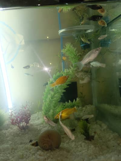 moontail and sailfin Molly