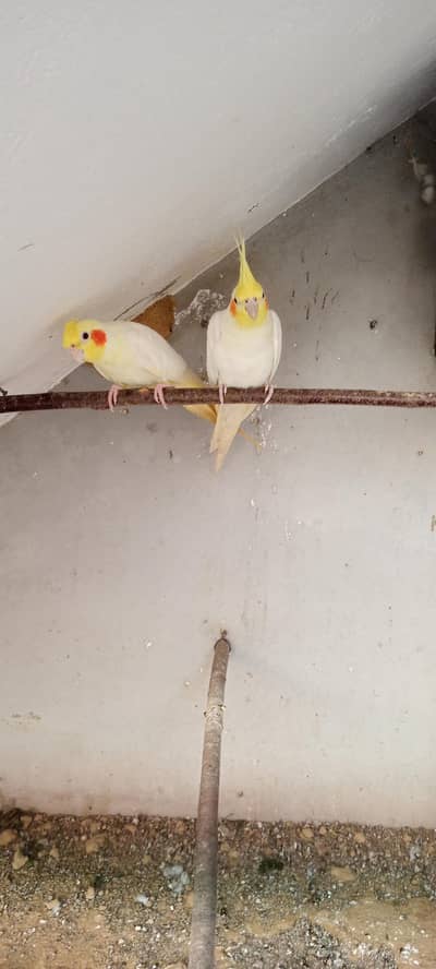 common white breeder pair