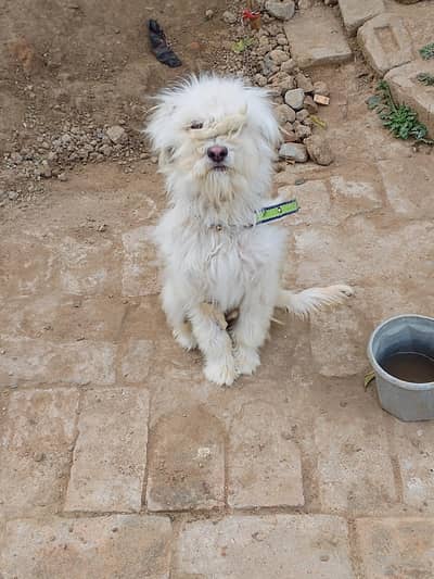 femail hy jis ko samja Aya rapat kra