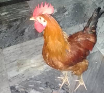 Golden Desi Misri Hens